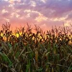 On This Harvest Moon