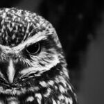 Trine of Intuitive Prudence