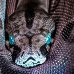 Snakes and Scorpions