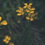 The Goldilocks Gap