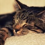 To Sleep, Perchance to Scheme