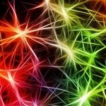 Blame It on the Amygdala