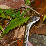 Fake Snake