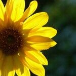 The Golden Girl Inside Us