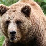 Mama Bear