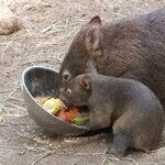 Wombat Day