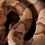 Wild Acclimation