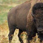 Bison Babies