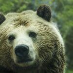 Summoning Bears