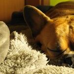 Snore Survival