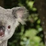 Koala Christmas