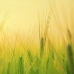 What Farmers Can Teach Us About Finances