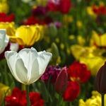 Strategic Landscaping: a Viable Marketing Tool