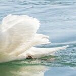 Celebrity Swans Went From Not to Hot