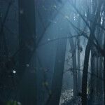 LYNDA HIRSCH ON TELEVISION -- SUMMARIES