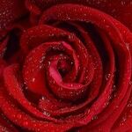 LYNDA HIRSCH ON TELEVISION --SUMMARIES