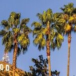 LYNDA HIRSCH ON TELEVISION -- SUMMARIES