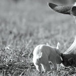 'Gunda': A Wondrous and Heartbreaking Excursion Into the World of Animals