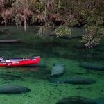 Lovable Manatees Lure Visitors to Florida