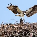 Wildlife Comes to Town