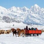 Family Adventures: A Winter Wildlife Safari