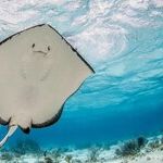Cavorting With Sting Rays and Coral Reefs on Grand Cayman