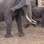 Discover the Cradle of Civilization in Tanzania