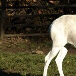 Learn About Endangered Species at Select Zoos