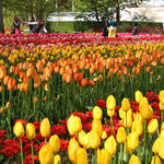 Plan Now for a Tulip Time Cruise