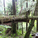 Looking for Bears in British Columbia
