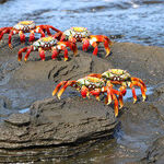 Following in the Footsteps of Darwin and My Dad in the Galapagos