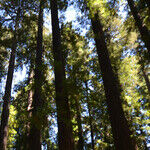 The Magnificent World of Mendocino