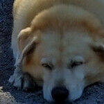 The Travel Adventures of Winnie the Pooch