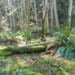 Away From It All on Salt Spring Island
