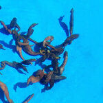 A Holiday Helps Save Endangered Seahorses