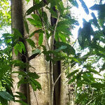 Tied to the Land in Costa Rica