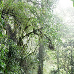Discover Natural Wonders in Lush Costa Rica