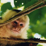 A Remote Jungle Experience in the Amazon Basin