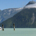 Bears, Bald Eagles and More in British Columbia