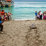 Watch the Tagging of Sea Turtles in Nevis