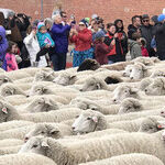Counting Sheep at Ketchum Festival