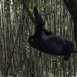 A Gorilla-Trekking Adventure in Rwanda