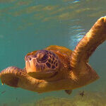 Gallivanting in the Galapagos