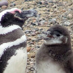 Spend a Holiday Marching With Penguins