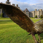 Flights of Fancy: A Lesson in Falconry