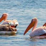 Try Bird-Watching While You're Staying at Home