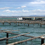 Catalonia's Hidden Gem: the Delta del Ebre