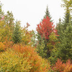 Small Rangeley, Maine, Yields Big Fun