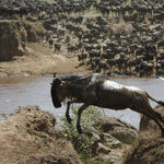 Dream Trips: African Safaris in Kenya and Zambia