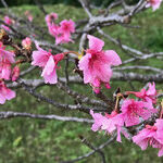 Okinawa: Sunny Island of the Immortals